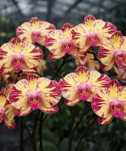 Matured Phalaenopsis Mars With Buds