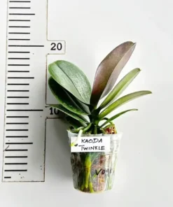 Alternative view of Phalaenopsis Kaoda Twinkle Blooming Size