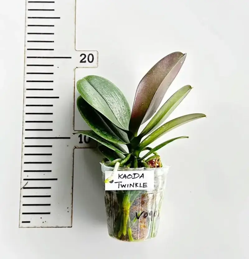 Phalaenopsis Kaoda Twinkle Blooming Size - Image 2