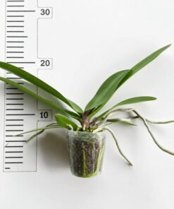 Alternative view of Phalaenopsis Jincheng Sailor Moon Blooming Size