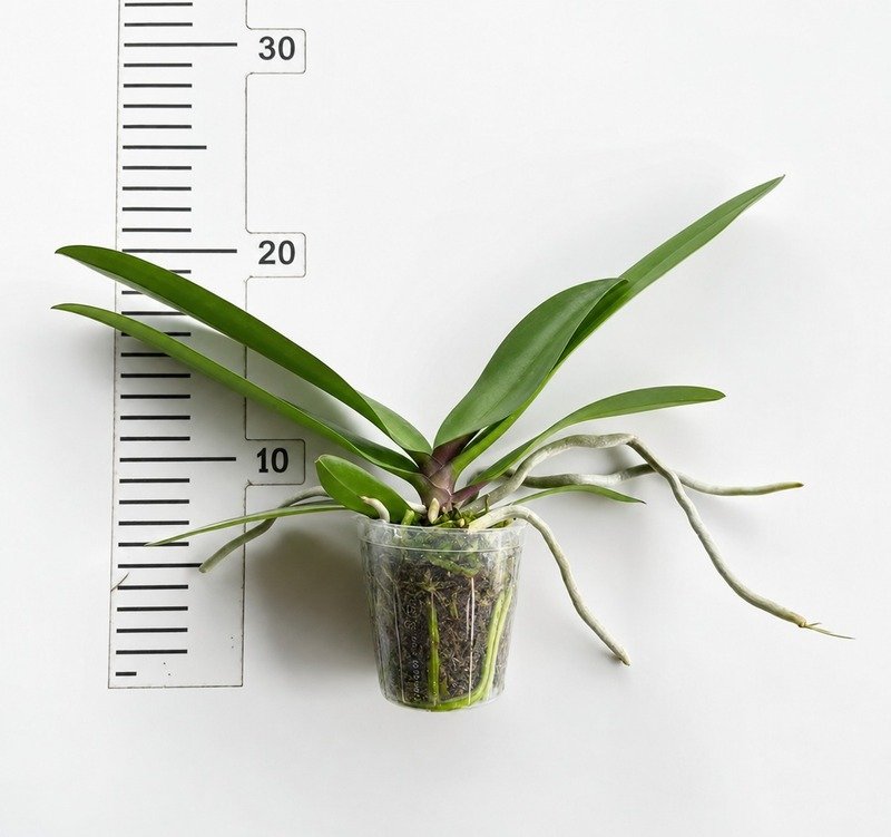 Phalaenopsis Jincheng Sailor Moon Blooming Size - Image 2