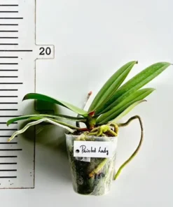 Alternative view of Phalaenopsis Painted Lady Blooming Size