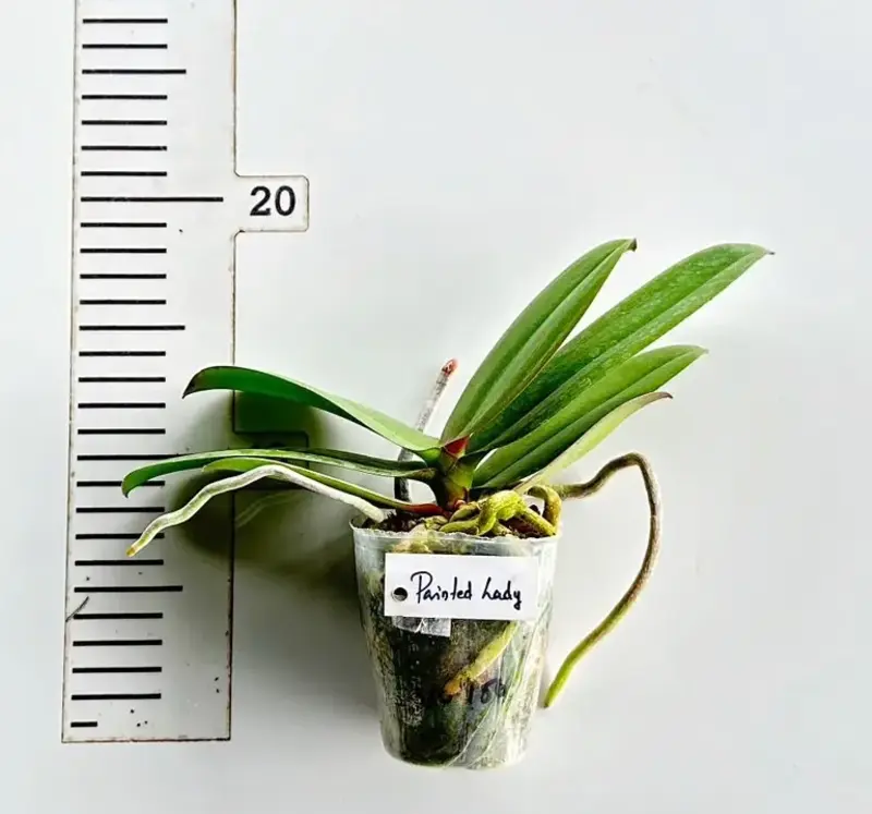 Phalaenopsis Painted Lady Blooming Size - Image 2
