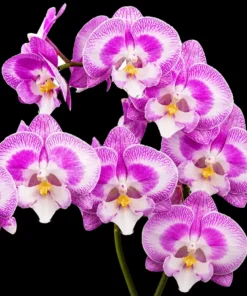 Phalaenopsis Doraemon Blooming Size