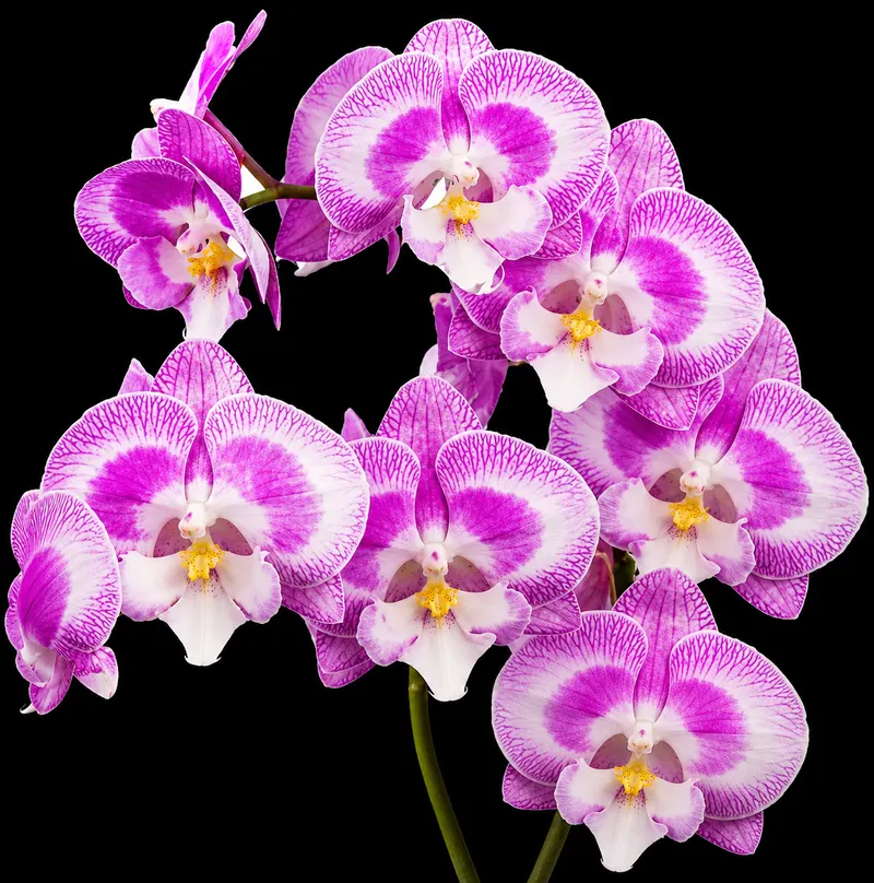 Phalaenopsis Doraemon Blooming Size