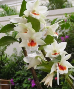 Ready to Flower Size Dendrobium Formosum