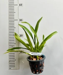 Alternative view of Oncidium Singapore Orange Blooming Size