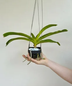 Alternative view of Rhynchostylis Yellow Foxtail Blooming Size