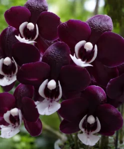 Phalaenopsis Kaoda Twinkle Blooming Size