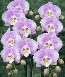 Phalaenopsis Doraemon Blooming Size