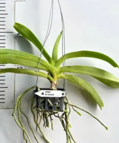 Alternative view of Rhynchostylis Yellow Foxtail Blooming Size