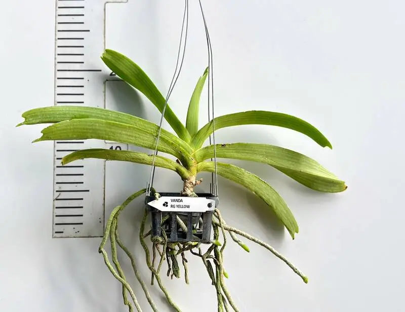 Rhynchostylis Yellow Foxtail Blooming Size - Image 2