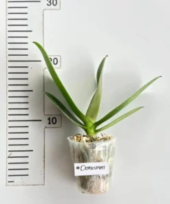 Alternative view of Phalaenopsis Doraemon Blooming Size