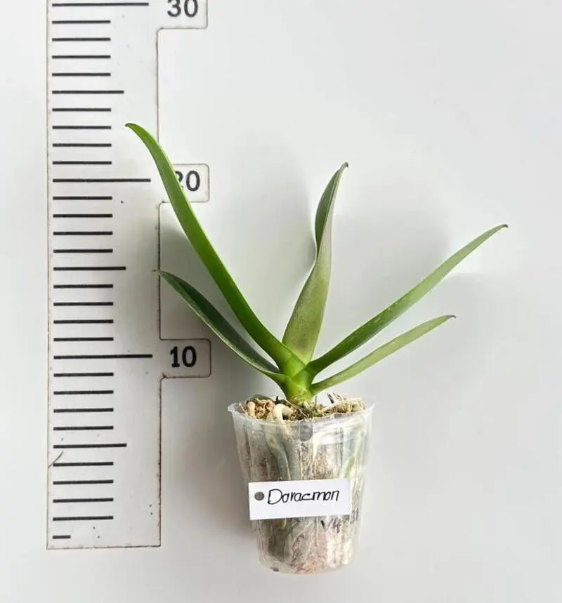 Phalaenopsis Doraemon Blooming Size - Image 2