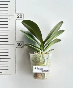 Alternative view of Phalaenopsis Kaoda Twinkle Blooming Size