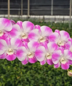 Pink Panda 20 Seedling