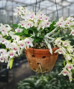 Ready to Flower Size Dendrobium Rhodopterygium Semi Alba