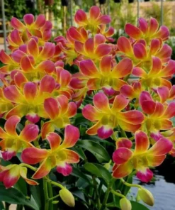 CKI Brown Yellow Seedling