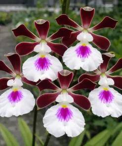 Cordigara White Lip ( Hinomaru ) Blooming Size