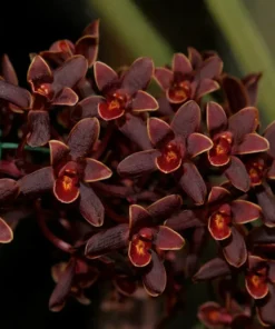 Cymbidium Little Black Sambo Black Magic Blooming Size