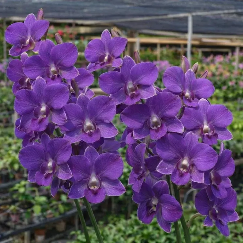 Blue Classic 91 Seedling