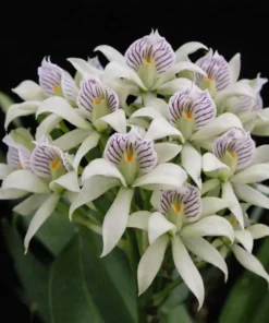 Encyclia Fragrans Blooming Size