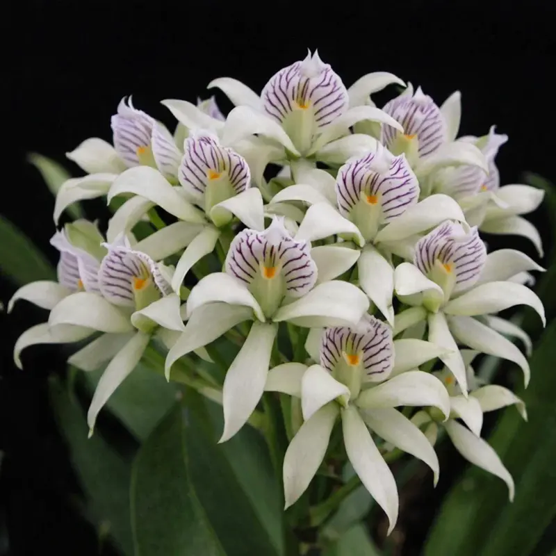 Encyclia Fragrans Blooming Size