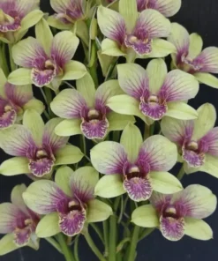 Mickey Green 87 Seedling