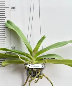 Alternative view of Rhynchostylis Blue Kaidao Foxtail Blooming Size