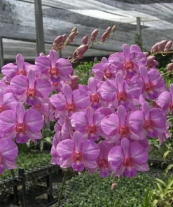 Madonna Stripe 40 Seedling