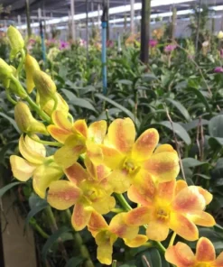 Yellow Glow 746 Seedling