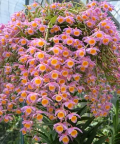 Ready to Flower Size Dendrobium Loddigesii