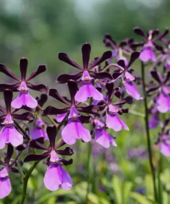 Cordigara Normal Blooming Size