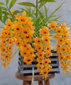 Ready to Flower Size Dendrobium Fimbriatum