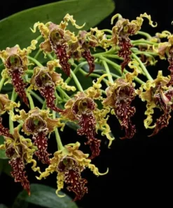 Ready to Flower Size Dendrobium Spectabile x Sib