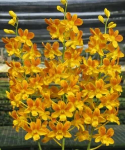 Brown Yellow 06 Seedling