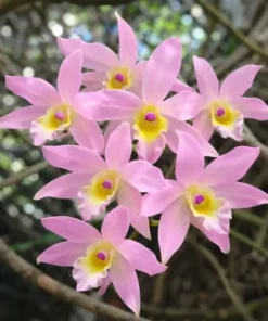 Ready to Flower Size Dendrobium Santana x Hercoglossum (Pink)