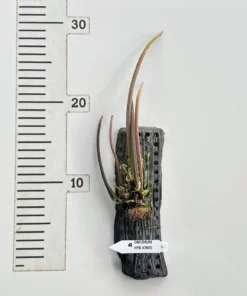 Alternative view of Oncidium Flowering Size Jonesianum - Mounted