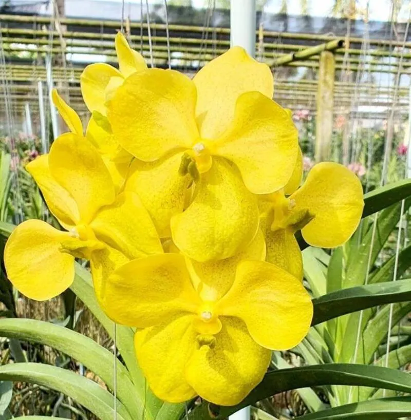Vanda Gold Lover Blooming Size