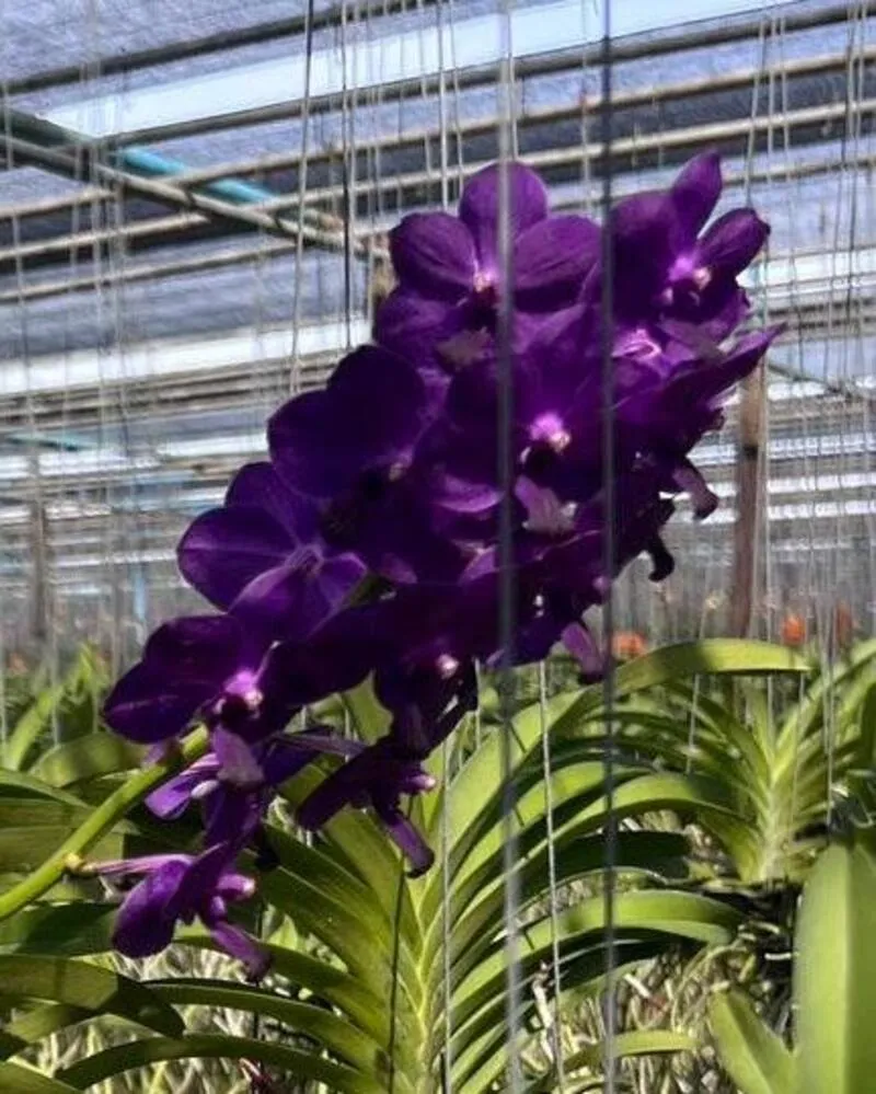 Vanda Thailand Blue Boy Blooming Size