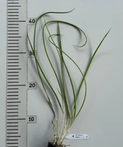 Alternative view of Cattleya Encyclia Fragrans Blooming Size