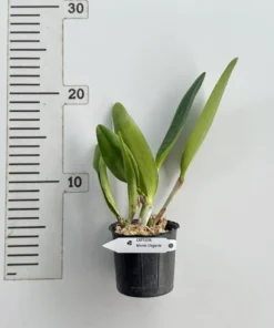 Alternative view of Cattleya Monte Elegante Blooming Size