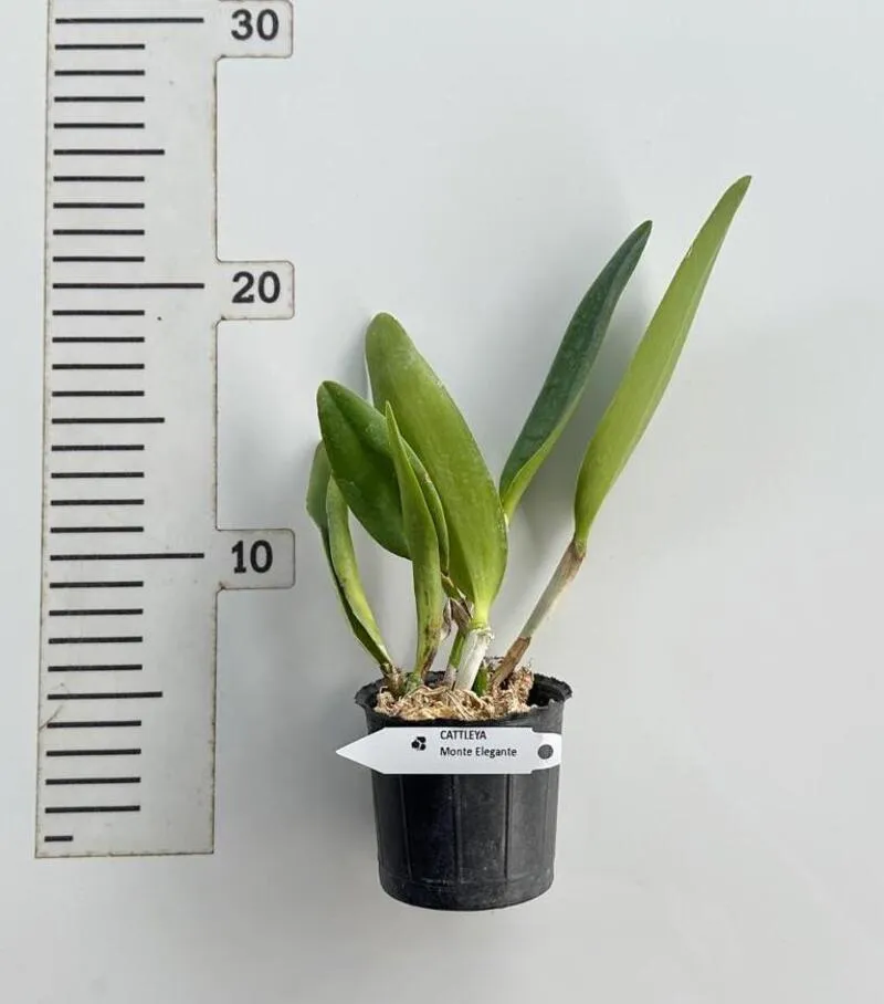 Cattleya Monte Elegante Blooming Size - Image 2