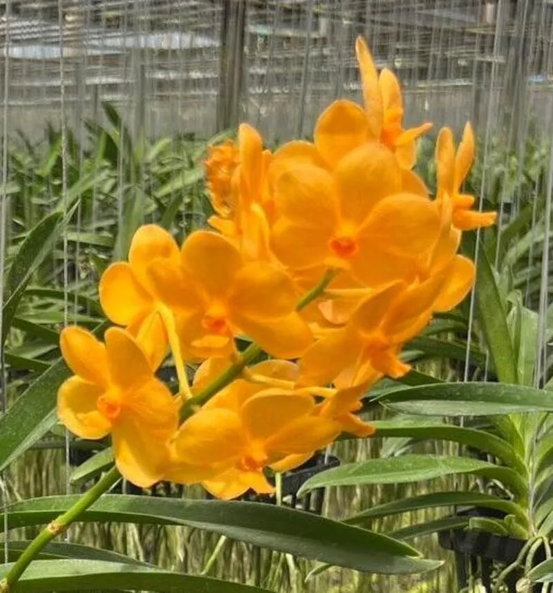 Vanda Orange Fah Blooming Size