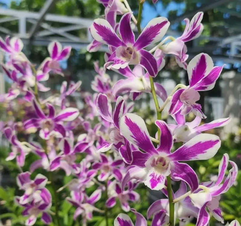 Dendrobium Caesar Stripe Splash 5% Medium Size