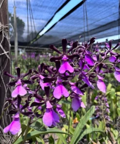 Cordigara Normal Blooming Size