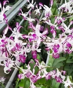 Dendrobium 5% Splash Medium Size