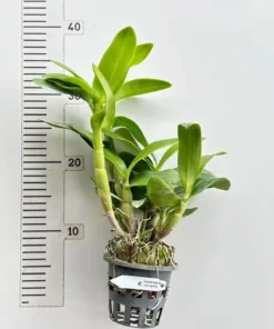 Alternative view of Ready to Flower Size Dendrobium Flat White