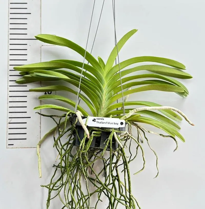 Vanda Thailand Blue Boy Blooming Size - Image 2
