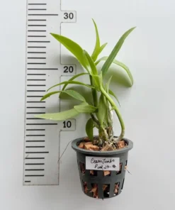 Alternative view of Dendrobium Caesar Jumbo Pink 27 Medium Size